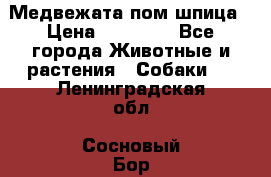 Медвежата пом шпица › Цена ­ 40 000 - Все города Животные и растения » Собаки   . Ленинградская обл.,Сосновый Бор г.